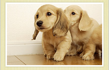 ペットリフォーム写真